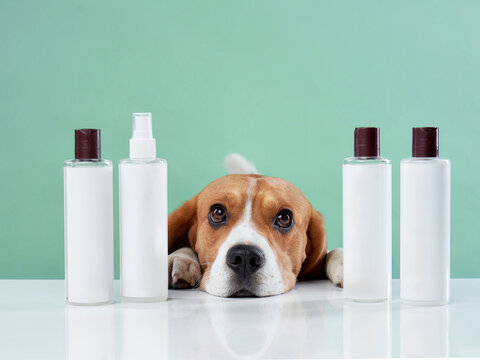 A beagle curiously peeks from behind bottles on a white table, set against a green background. The modern setup highlights pet care essentials.