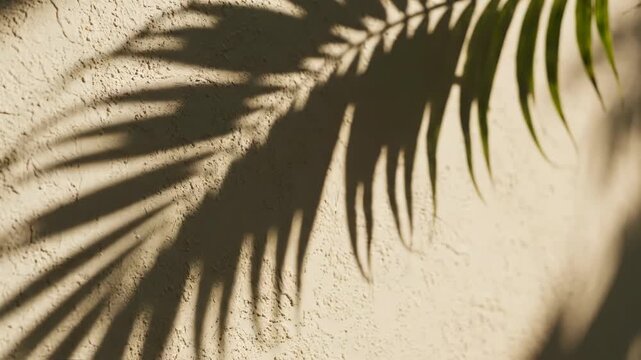 Shadow of a tropical palm leaf on a light beige textured plaster wall during bright sunlight. Minimalist background with organic plant silhouette and natural lighting aesthetic.