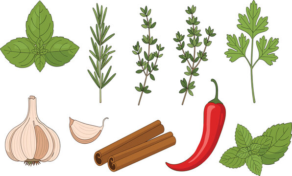 Hand drawn herb and spice set featuring basil rosemary thyme parsley garlic cloves cinnamon sticks red chili and mint leaves for culinary cooking design.