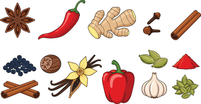 Hand drawn spice collection featuring cinnamon sticks garlic chili ginger star anise vanilla bean cardamom cloves and bell pepper for culinary cooking design.