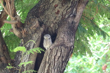 Fototapeta premium Wise Owl's Secret Hideaway: The image features a wise owl peeking from its secret hideaway within a tree, surrounded by lush green foliage, a moment of tranquil observation.