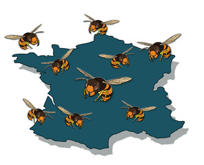 Invasion frelons asiatiques © graphlight
