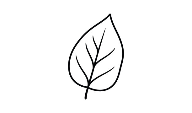 Detailed black and white line drawing of a single leaf with prominent veins, isolated on a white background, perfect for botanical illustrations and designs.