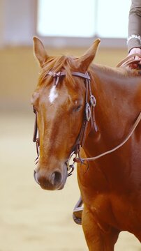 Western horse with rider in saddle both waiting still