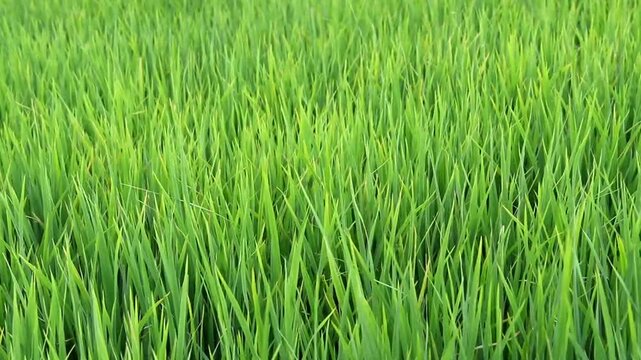 Green grass background