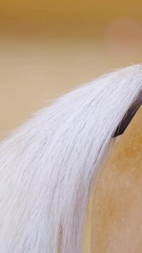 White horse tail wave to remove insects on butt in slow motion
