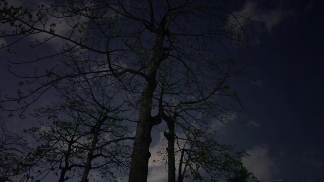 Night park scene, dark silhouettes of tall trees against cloudy midnight sky, mysterious natural atmosphere 4K.quiet outdoor scene at night, showcasing the dark silhouettes of tall tree branches reach