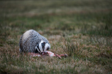 European badger (Meles meles) feeding on its prey in a meadow. Wildlife photography showcasing the animal's natural behavior in the wild at dusk. © Rudolf