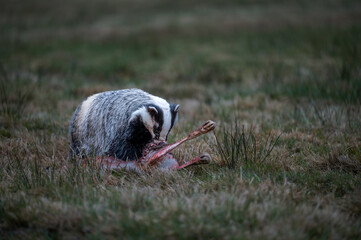 European badger (Meles meles) feeding on its prey in a meadow. Wildlife photography showcasing the animal's natural behavior in the wild at dusk. © Rudolf