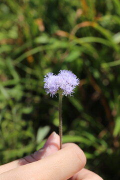 Hand holding an Ageratum conyzoides