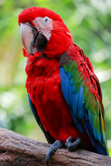 Fototapeta premium Close up head the red macaw parrot bird in garden