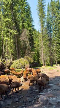 A flock of brown sheep walking on a grassy hillside on a farm in Xinjiang Trek, China. There are mountains and pine trees on a sunny day. Idea for animal and agriculture footage.
