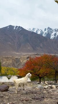 A white goat, its legs tied to a bush, stands on a hillside in Pakistan. The backdrop is a landscape of snow-capped mountains and trees with leaves turning orange, and a very strong wind blows.