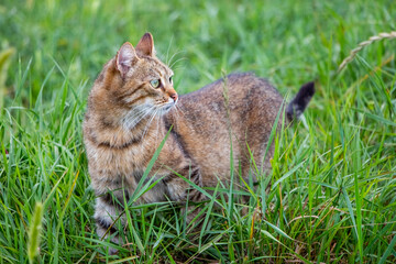 Fototapeta premium Striped tabby cat with green eyes attentively looking aside standing in tall green grass — hunting instinct in nature