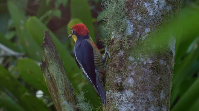 Yellow-fronted Woodpecker (Melanerpes flavifrons) preening its feathers and scratching on Tree Trunk in Tropical Rainforest Close-Up