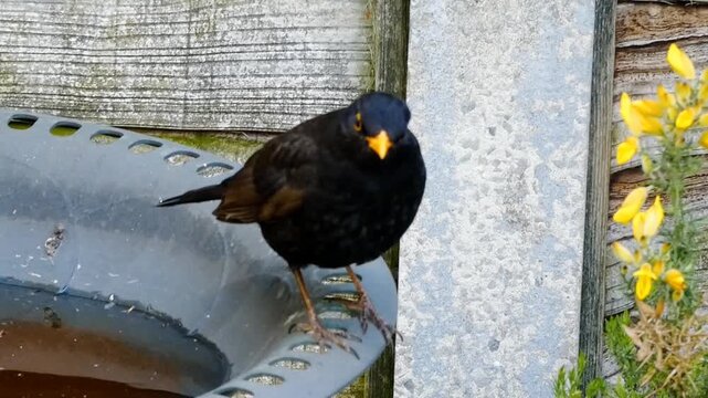 A male blackbird perches on a garden bird bath
