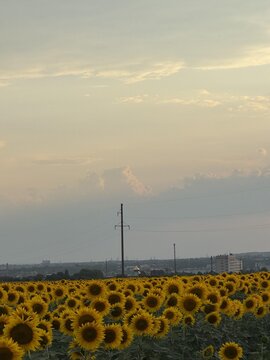 Field of blooming sunflowers under a soft sunset sky with cityscape in the distant background.