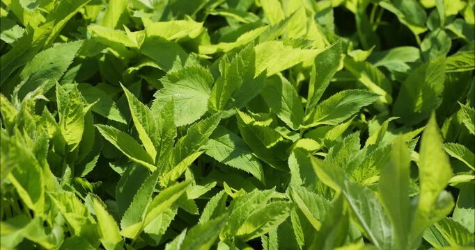 Natural green background with spring young leaves.