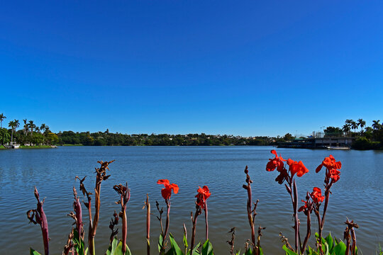 Red canna lilies (Canna generalis) on tropical garden, Belo Horizonte, Brazil