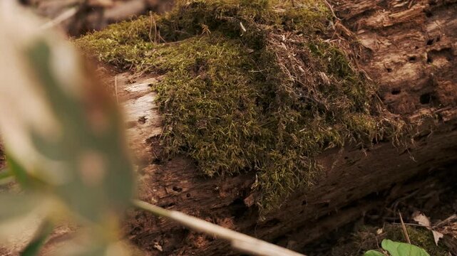 落ち葉の上に横たわる苔の生えた倒木