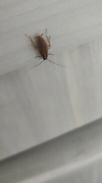 Small German Cockroach Crawling on White Surface Close-up
