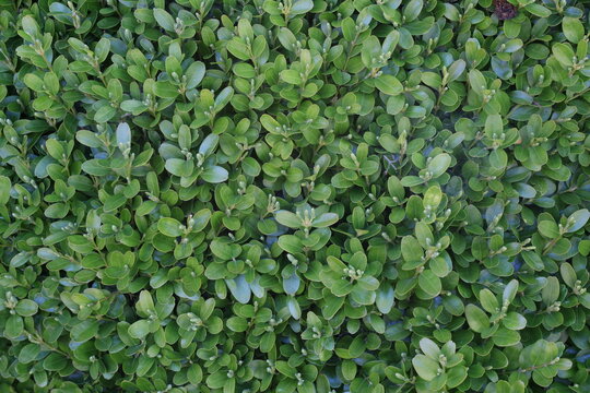 green leaves