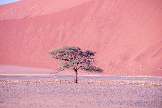 A solitary Acacia tree standing against the vast landscape of Namibia, its flat canopy silhouetted under the open sky of the African savanna.