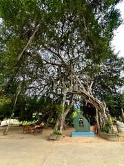 Obraz premium Vietnamese heritage ficus tree with unique aerial roots forming an archway at Tan Trao historical relic. Intertwining aerial roots create a majestic natural archway in front of the stone stele