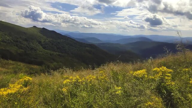 Summer wildflowers and mountain landscape on the hiking trail from Halicz to Tarnica in Bieszczady National Park, Poland