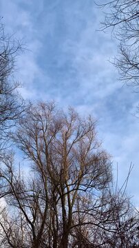 Tall bare trees with intricate branches reach up into a blue sky with soft clouds on a calm winter day.