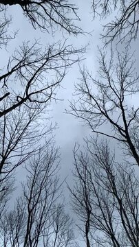 Bare tree branches reach toward a cloudy sky, creating a peaceful and moody woodland atmosphere.