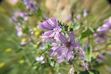 Fototapeta premium Wild mallow - Althaea officinalis, Malva sylvestris, Mallow plant with lilac pink flowers