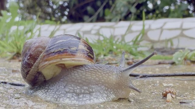 Primer plano de un caracol 