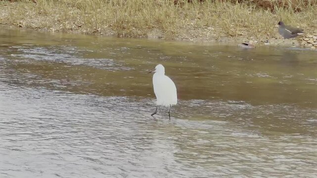 Preciosa Garza buscando alimento