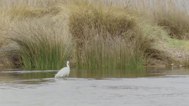 Preciosa Garza buscando alimento