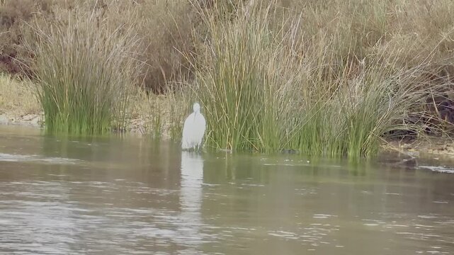 Preciosa Garza buscando alimento