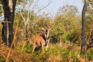 Derby Eland © tomjunek.com