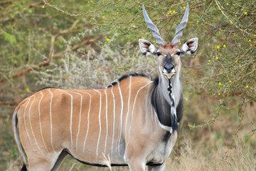 Derby Eland © tomjunek.com