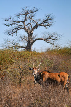 Derby Eland