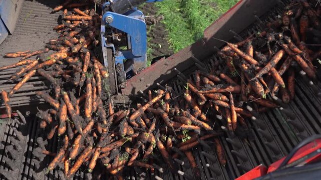 Smart Farming Synchronized Carrot Harvest and Loading Process in Slow Motion. Modern agritech, precision agriculture, and high-speed healthy food production. Search CARROT-HARV-2025 for more clips .
