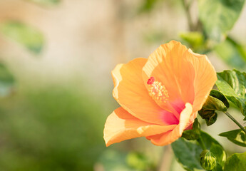 Yellow China rose or hibiscus flower with green nature background © Direk Takmatcha