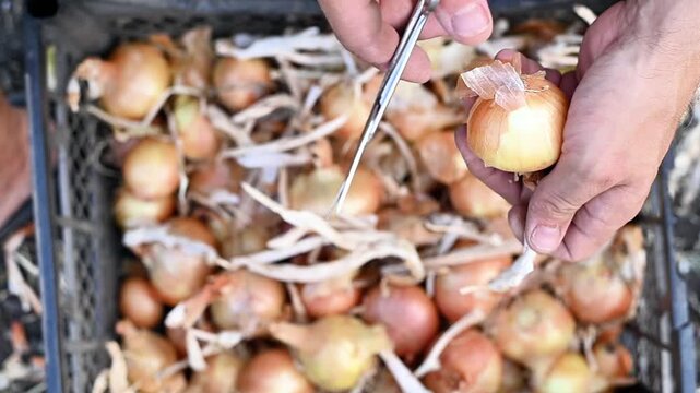 Onion cleaning process during harvest. bulbs covered with dry skins while tails are cut using scissors, onion preparation for storage, agricultural manual work, outdoor farm setting, closeup