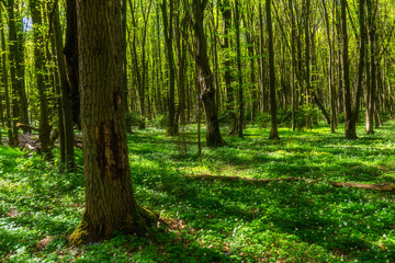 Piękno wiosennej zieleni w Lasku Zwierzynieckim, Białystok, Podlasie © podlaski49
