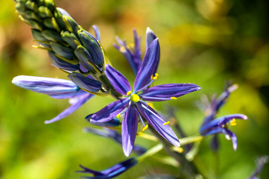Violett bl&uuml;hende Pr&auml;rielilie