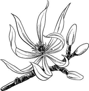 Champaca Botanical Ink Illustration Aromatic Floral Line Art