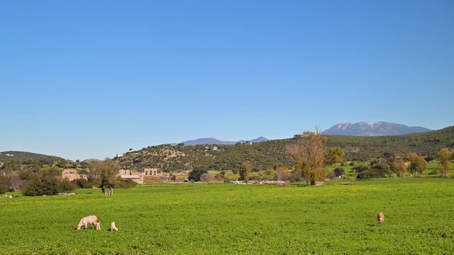 Scenic landscape with sheep grazing in a green field in Patara, Turkey