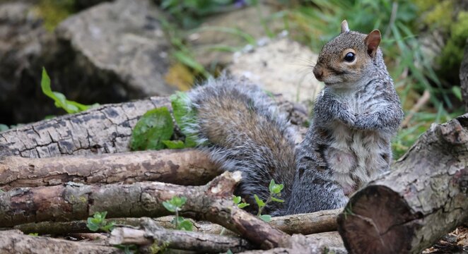 Grey squirrel