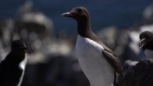 An adult common murre or common guillemot (Uria aalge) standing on the rocks in summer - slow motion.