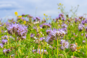 Fototapeta premium Flowers bloom in a field with purple blossoms under a clear sky during springtime