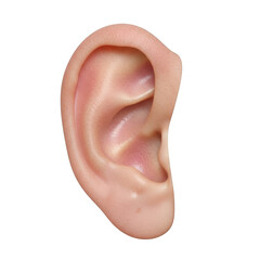 Fototapeta premium Close-up view of a human ear from the side perspective isolated on transparent background